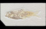 Bargain Knightia Fossil Fish - Wyoming #42389-1